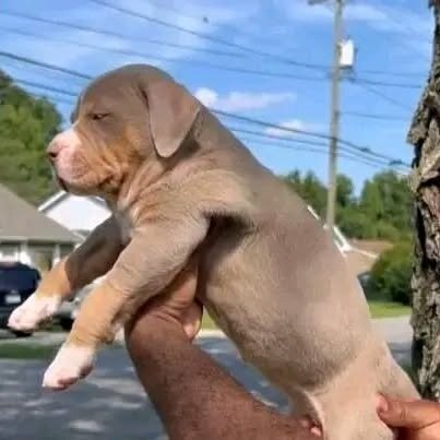 Charming Pitbull puppies for rehoming image 3