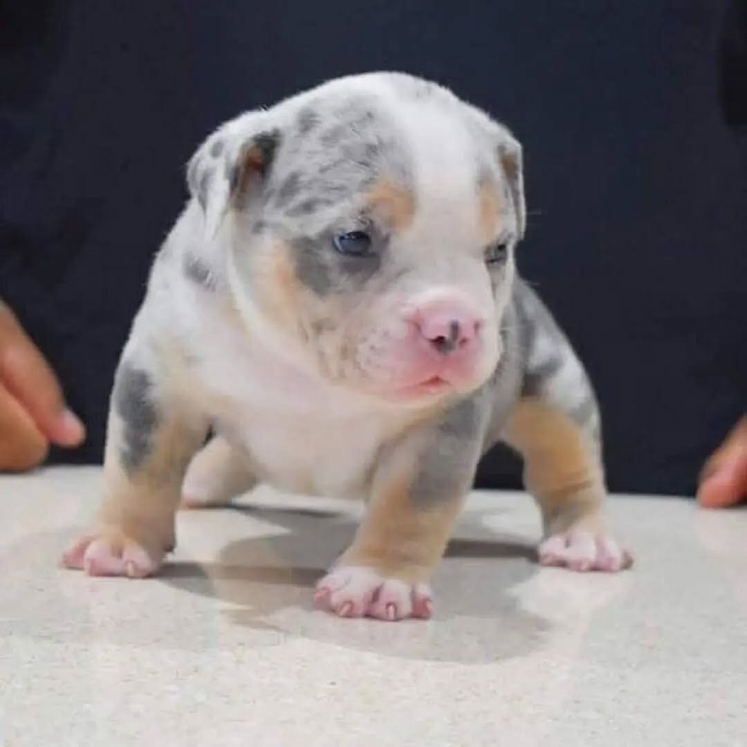 Charming Pitbull puppies for rehoming image 1