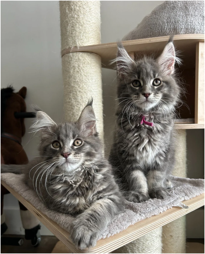 Bloodline Maine Coons image 1