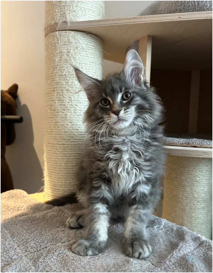 Bloodline Maine Coons image 2