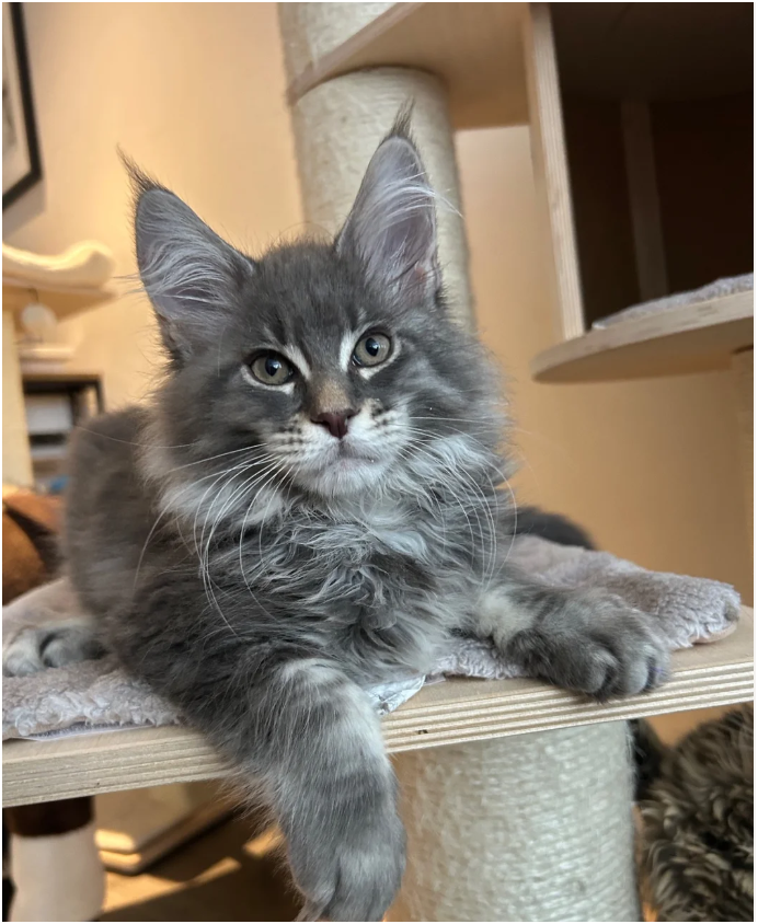 Bloodline Maine Coons image 3