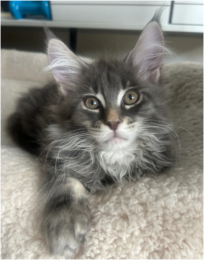 Bloodline Maine Coons image 4