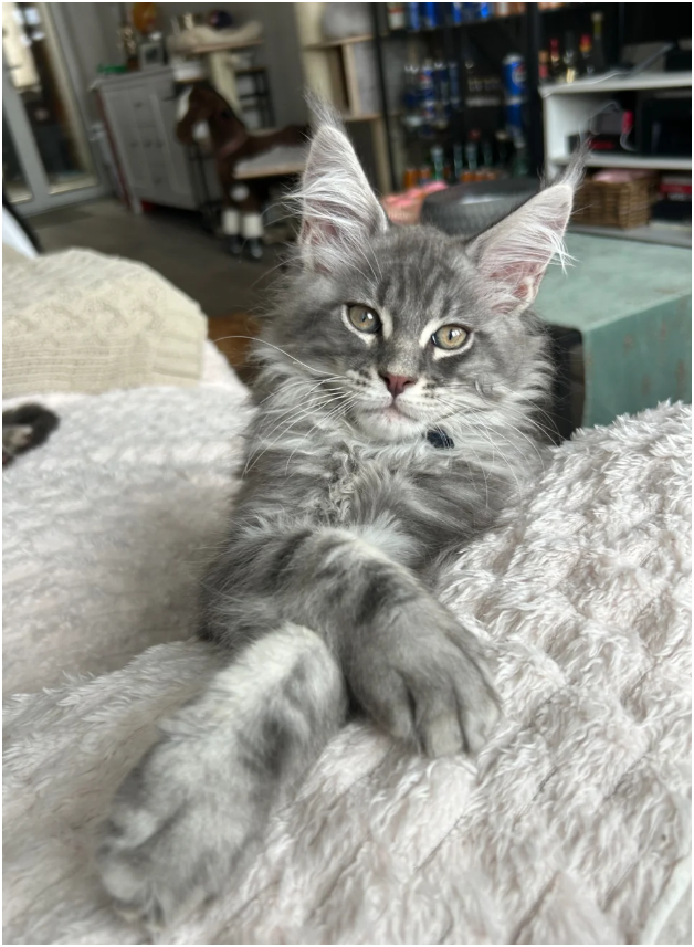 Bloodline Maine Coons image 5