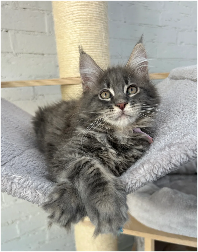 Bloodline Maine Coons image 6