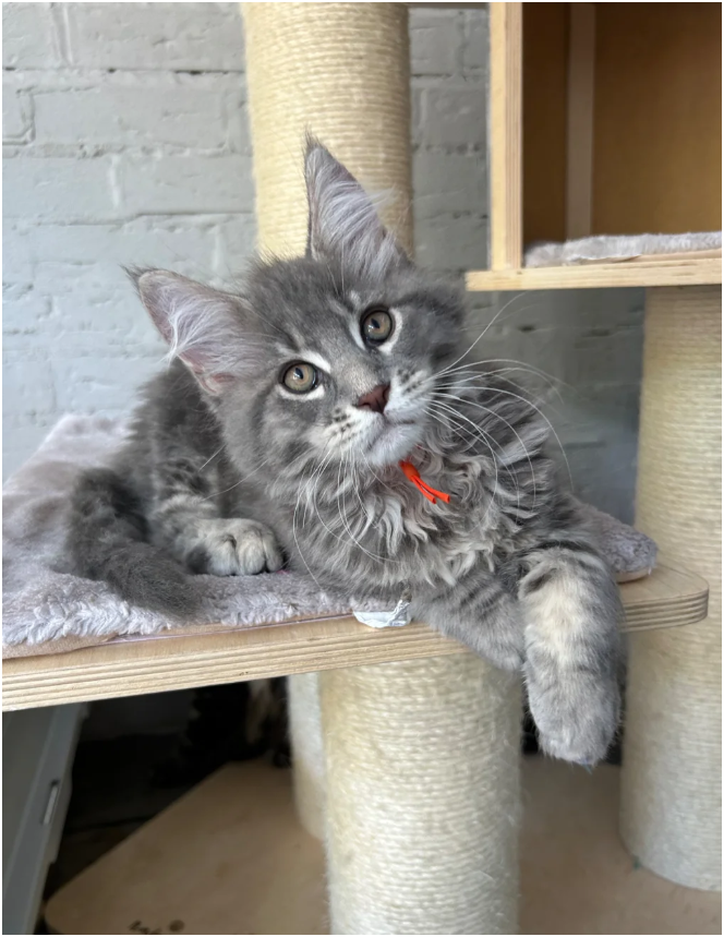 Bloodline Maine Coons image 7