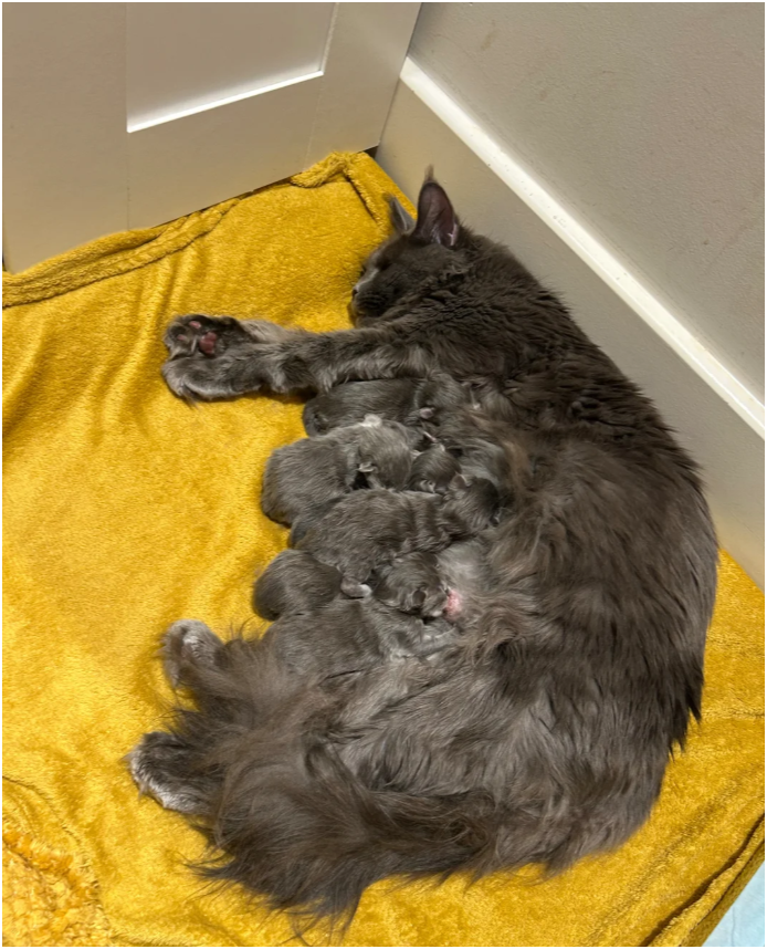 Bloodline Maine Coons image 8