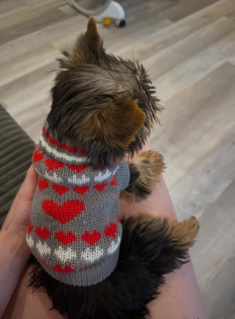 Yorkies image 2
