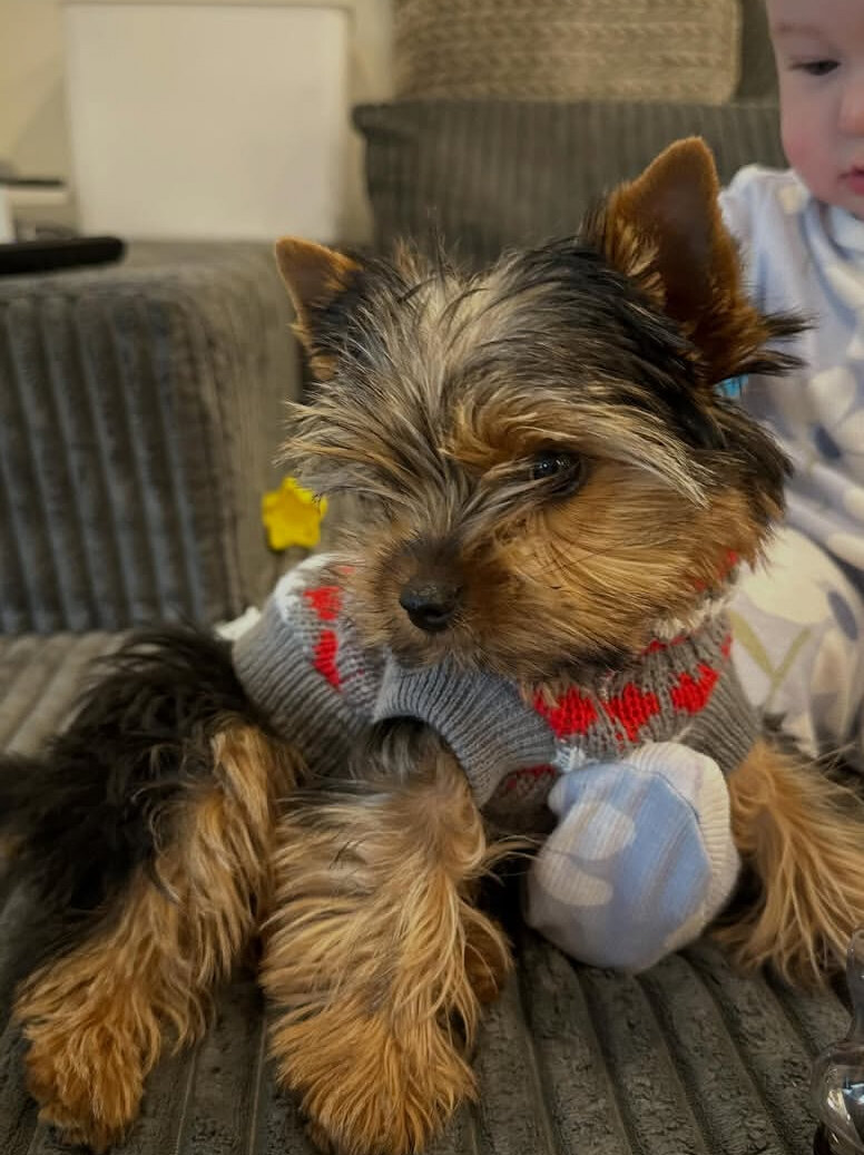 Yorkies image 1