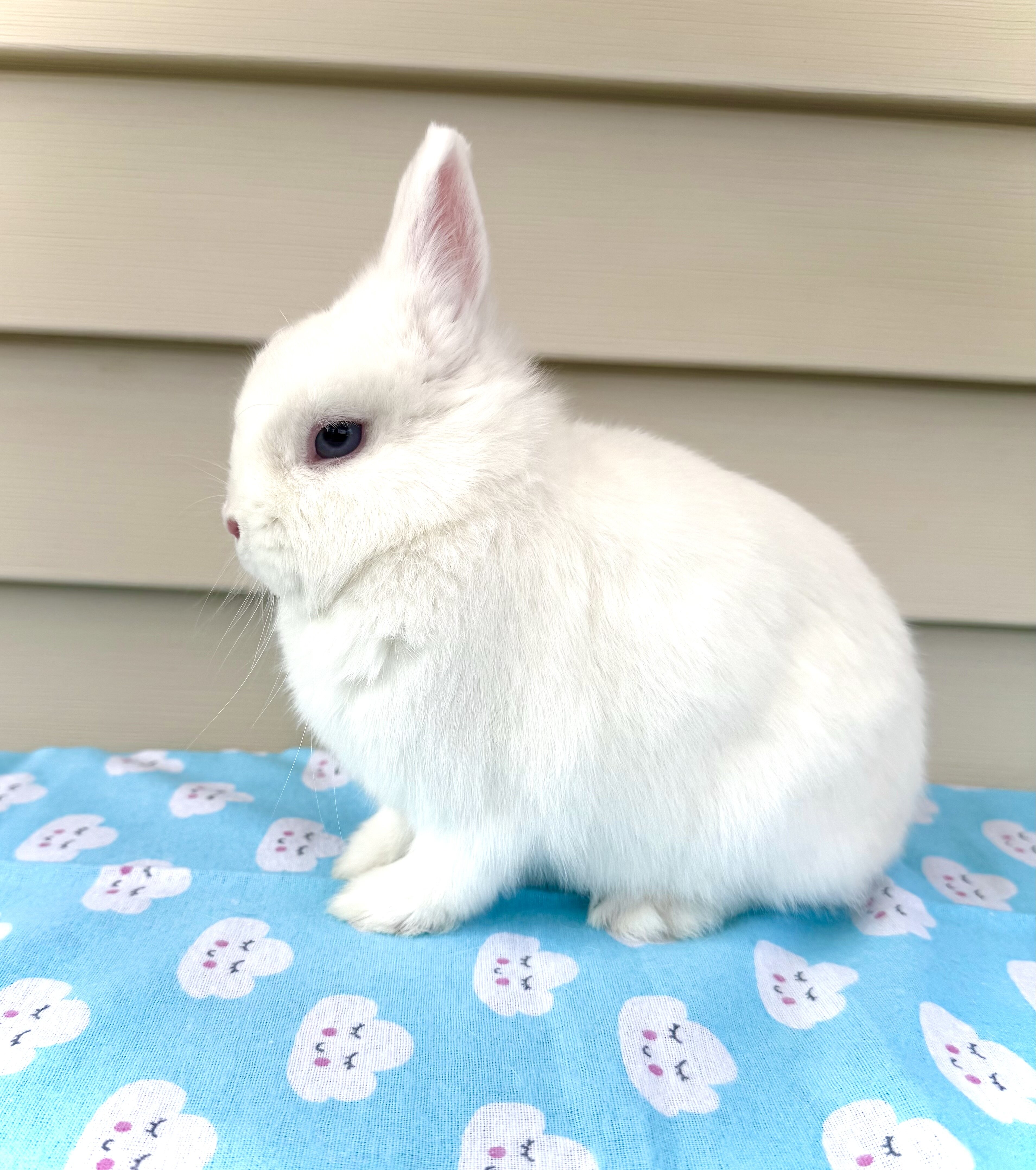 Netherland dwarf bunny image 4