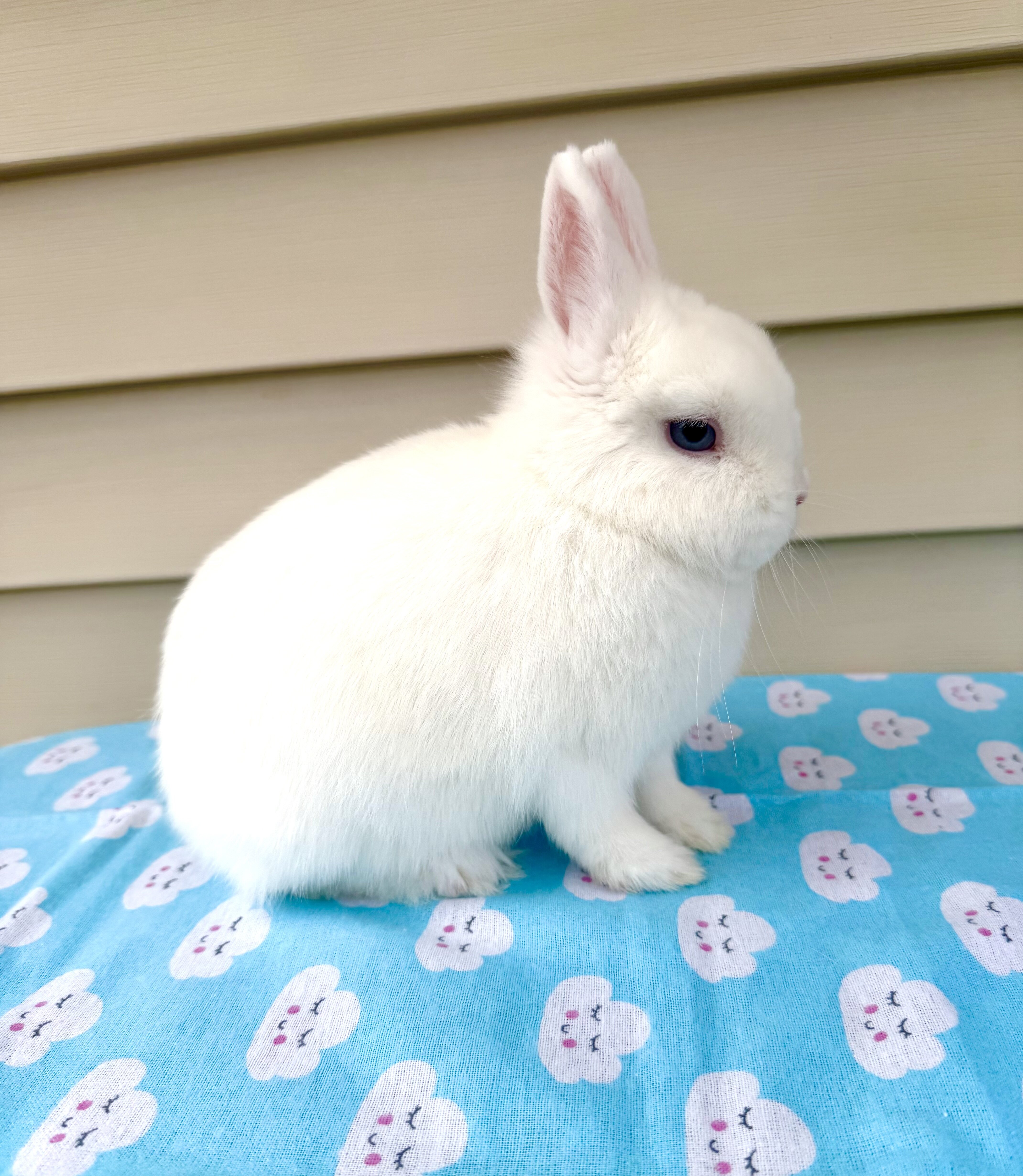 Netherland dwarf bunny image 1