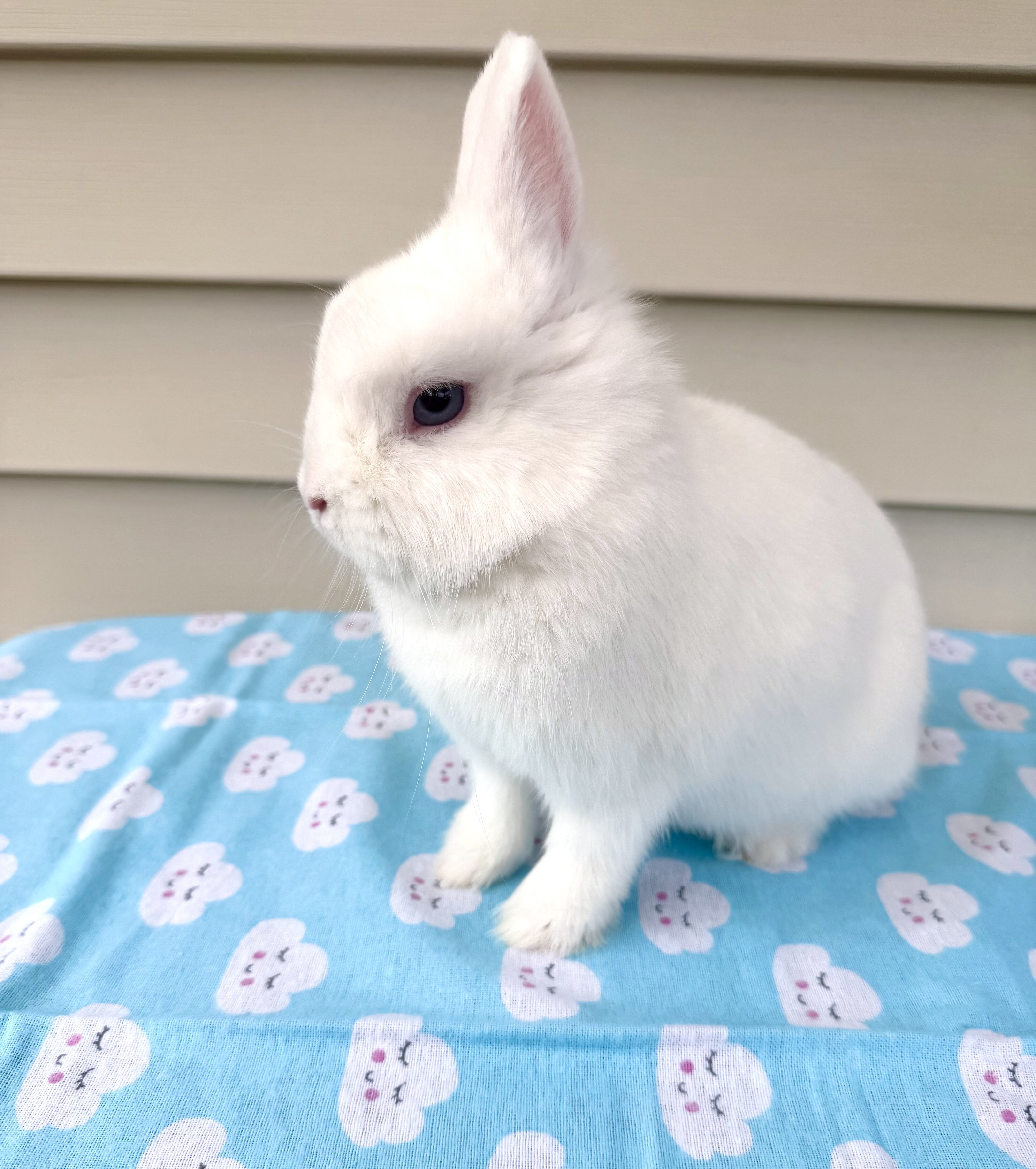 Netherland dwarf bunny image 2