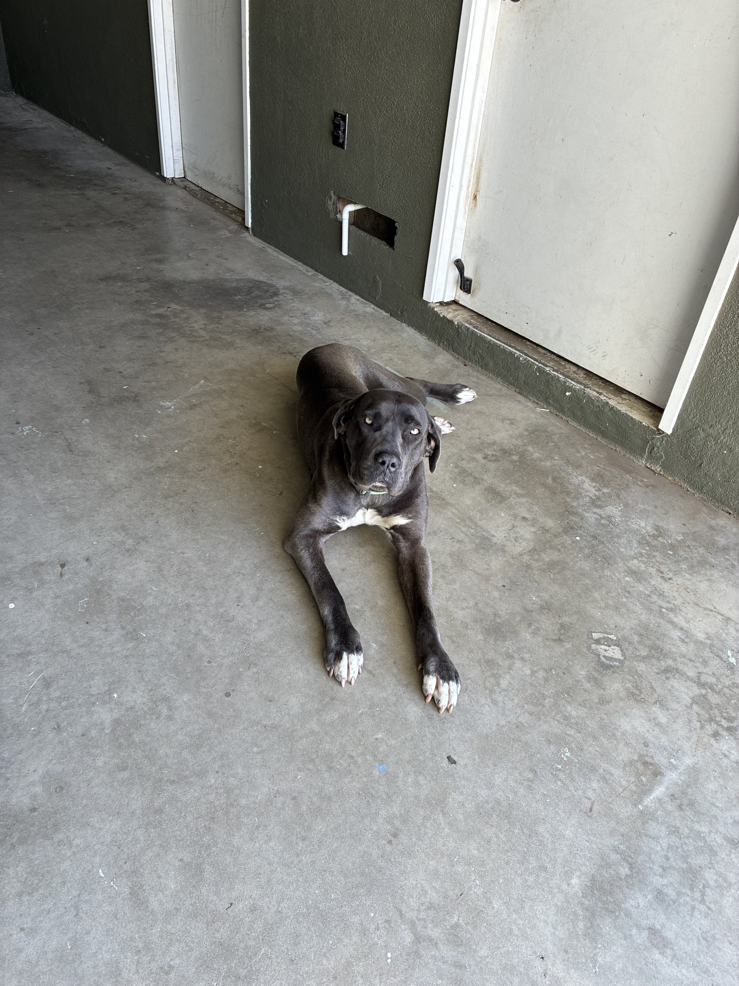 Cane Corso / Free image 1