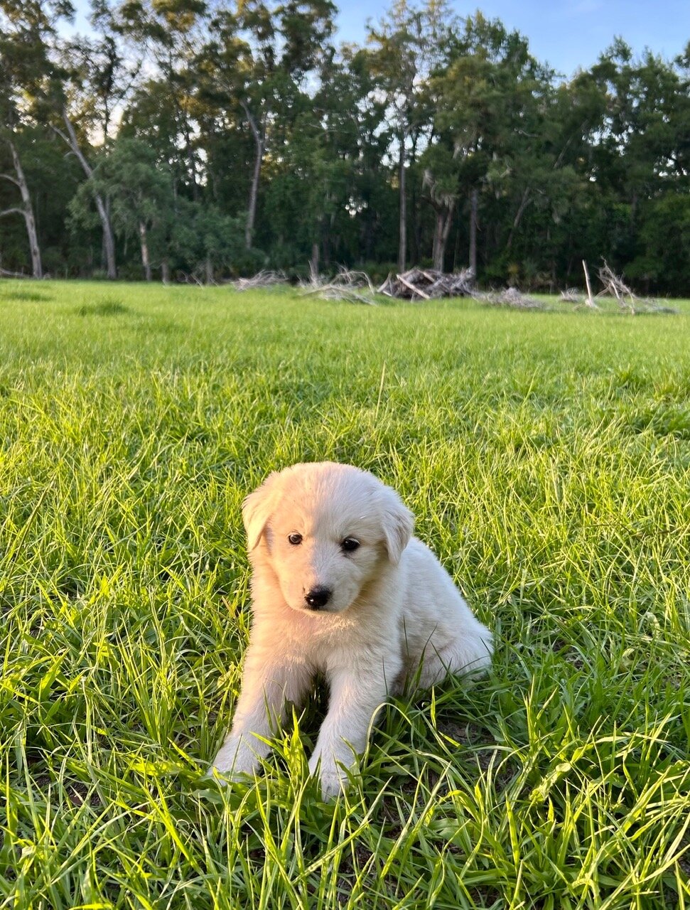 Maremma Livestock Guardian Puppies image 5