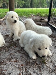 Maremma Livestock Guardian Puppies image 4
