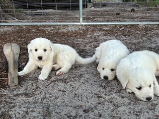 Maremma Livestock Guardian Puppies image 3