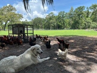 Maremma Livestock Guardian Puppies image 7