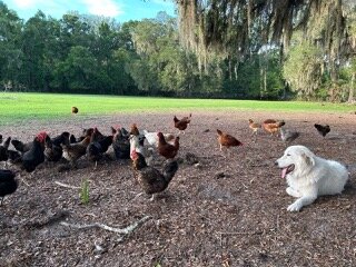 Maremma Livestock Guardian Puppies image 6