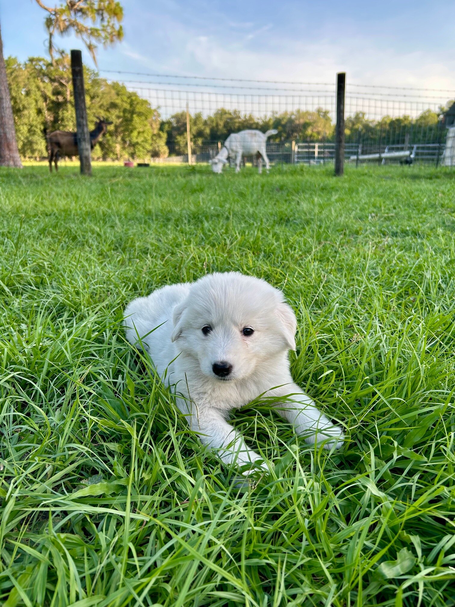 Maremma Livestock Guardian Puppies image 2