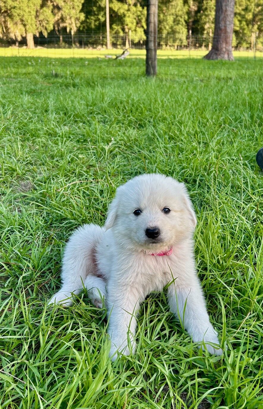 Maremma Livestock Guardian Puppies image 1