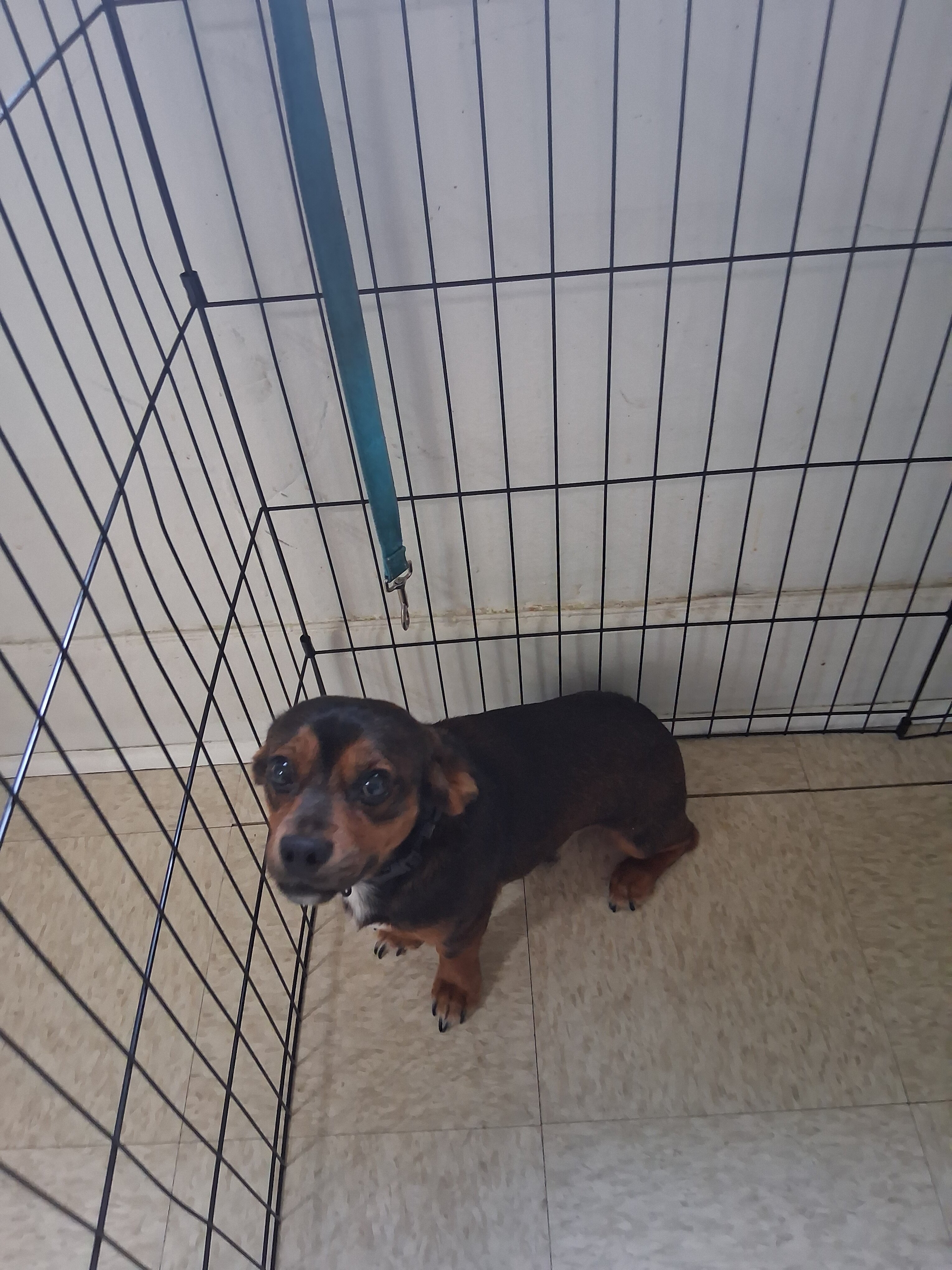 Puppy image 2