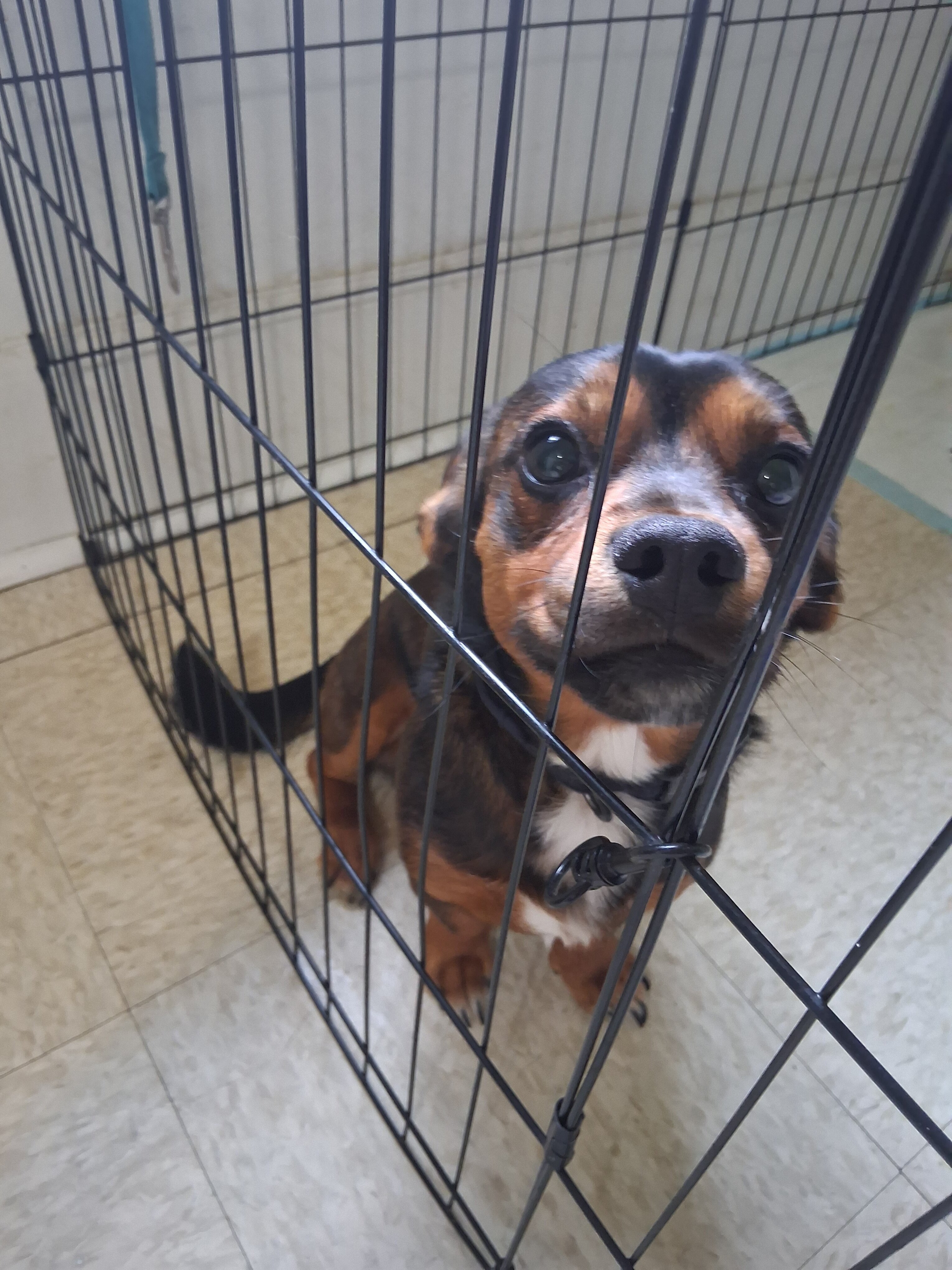 Puppy image 1