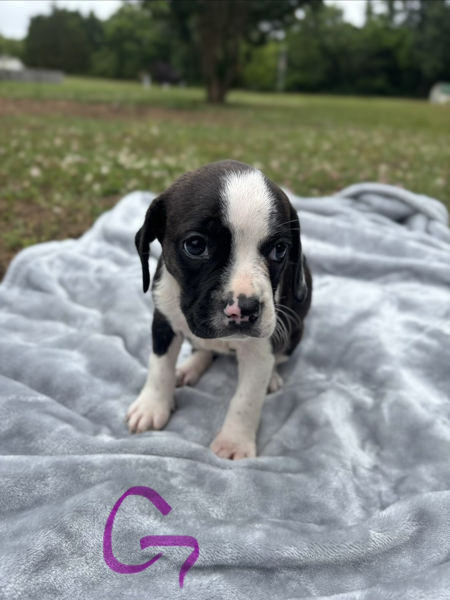 Boston Terrier Beagles - Boggles image 1