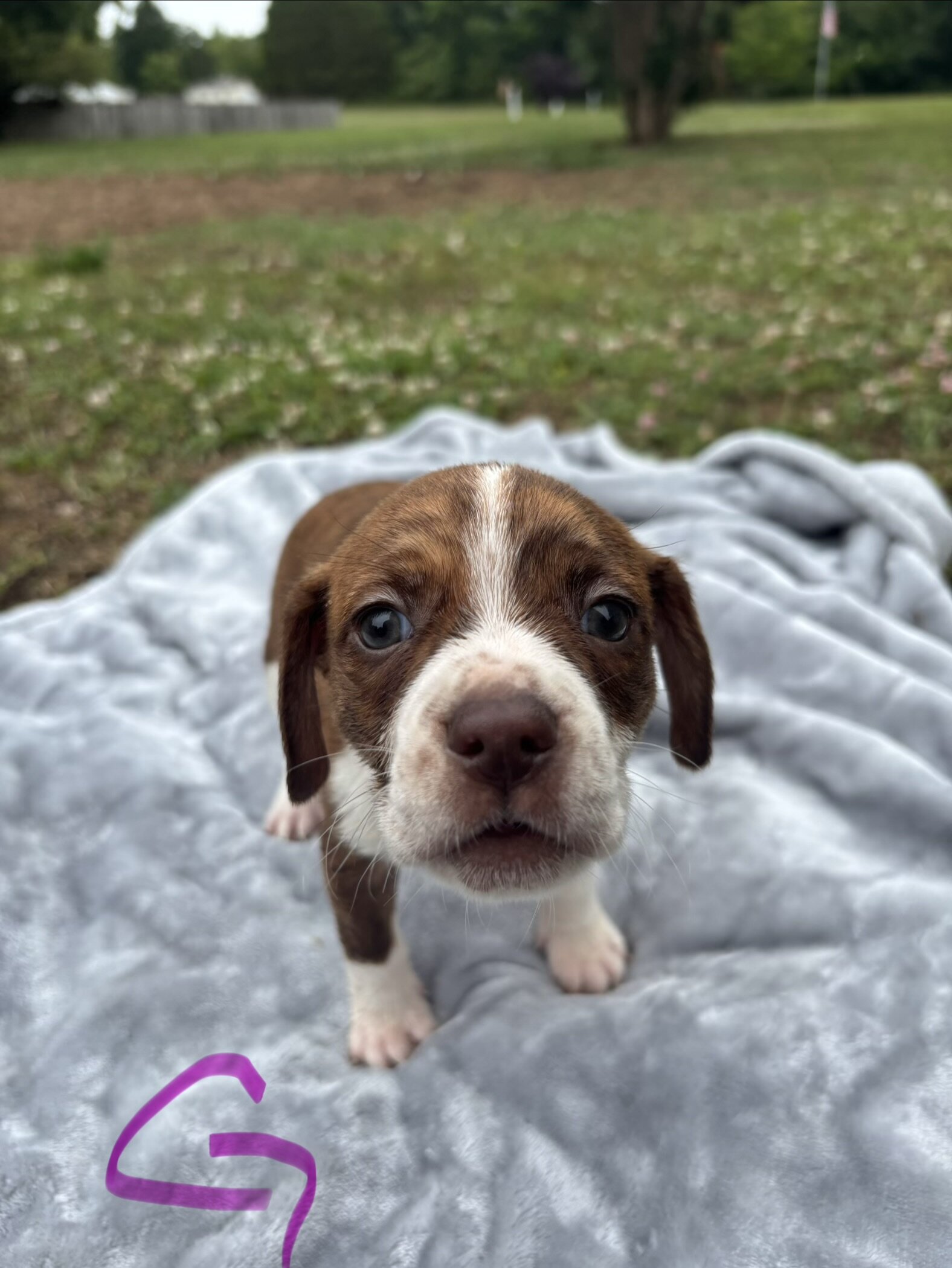 Boston Terrier Beagles - Boggles image 2