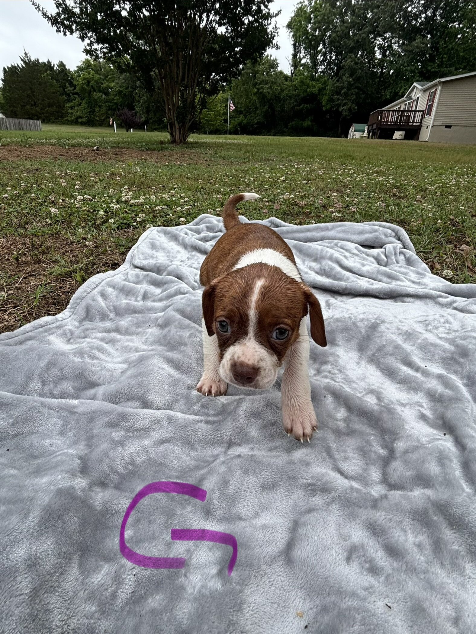 Boston Terrier Beagles - Boggles image 4