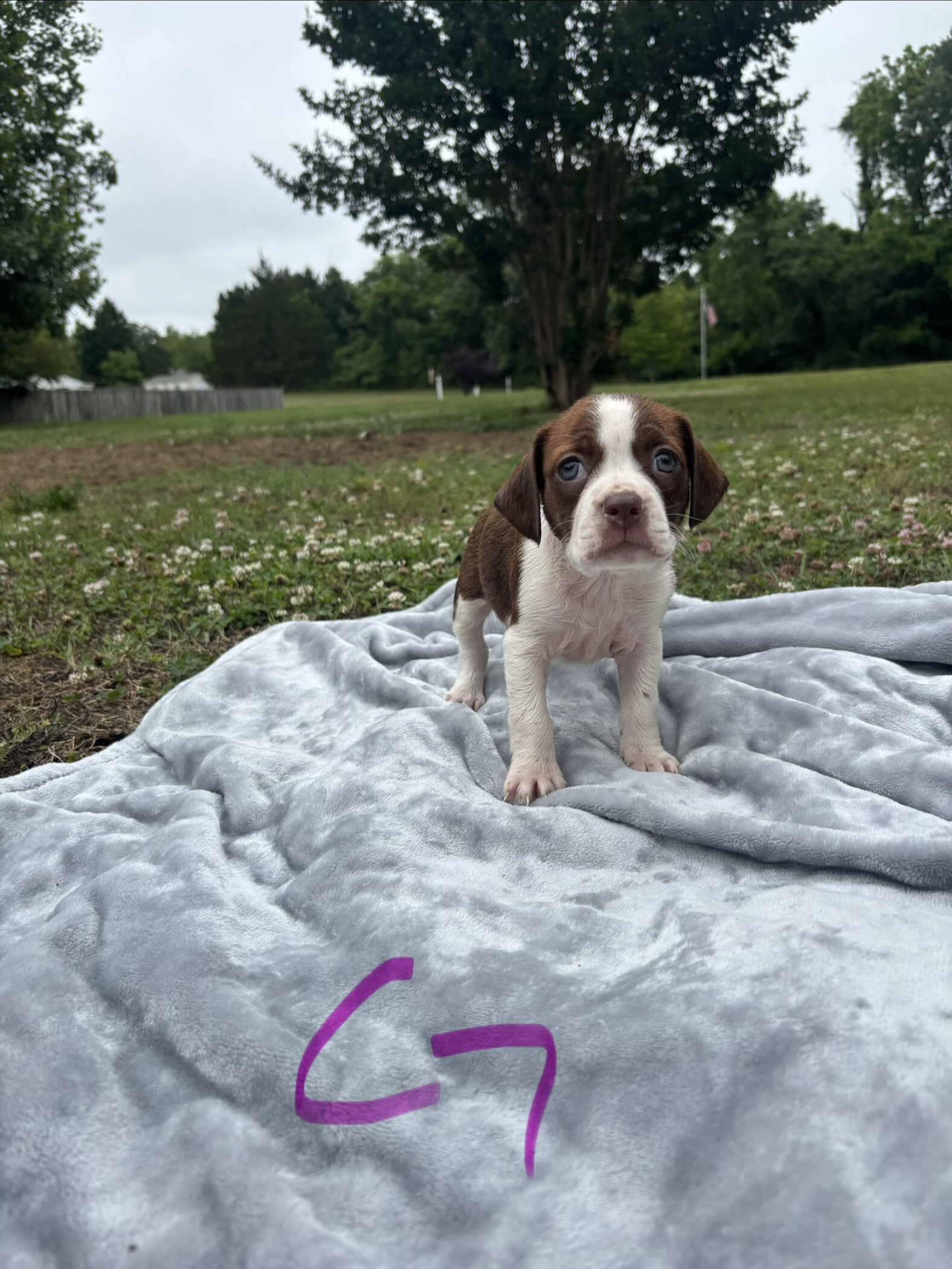 Boston Terrier Beagles - Boggles image 5