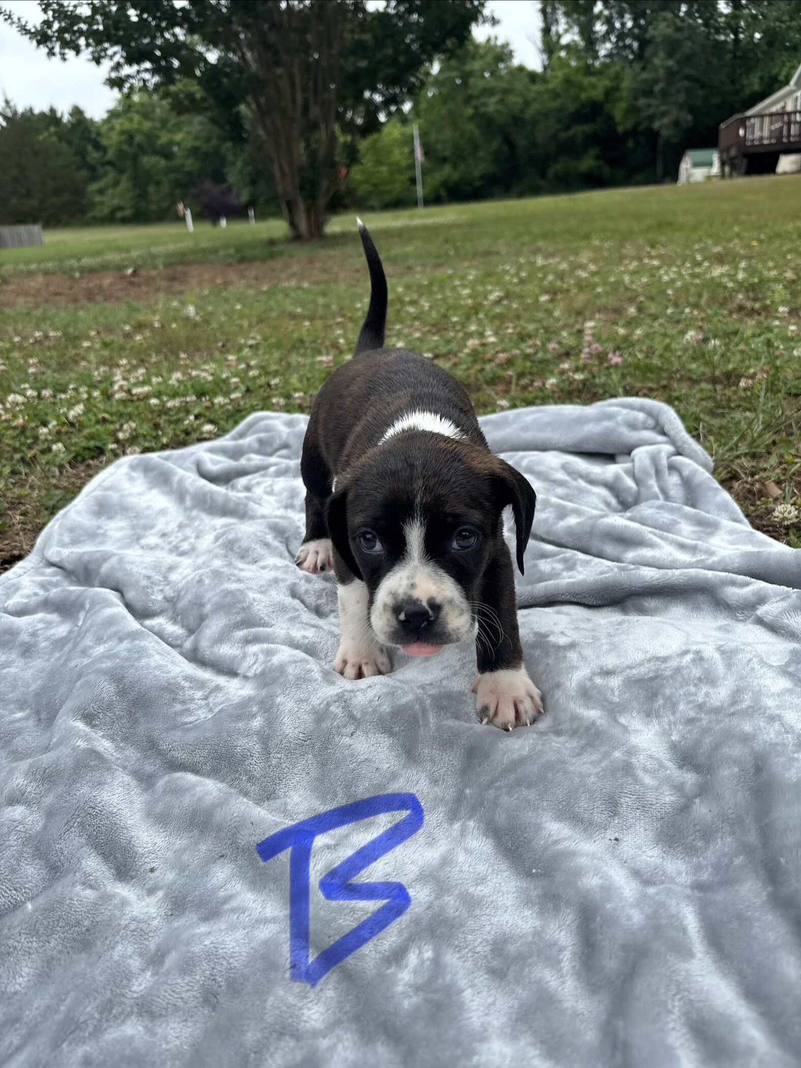 Boston Terrier Beagles - Boggles image 6