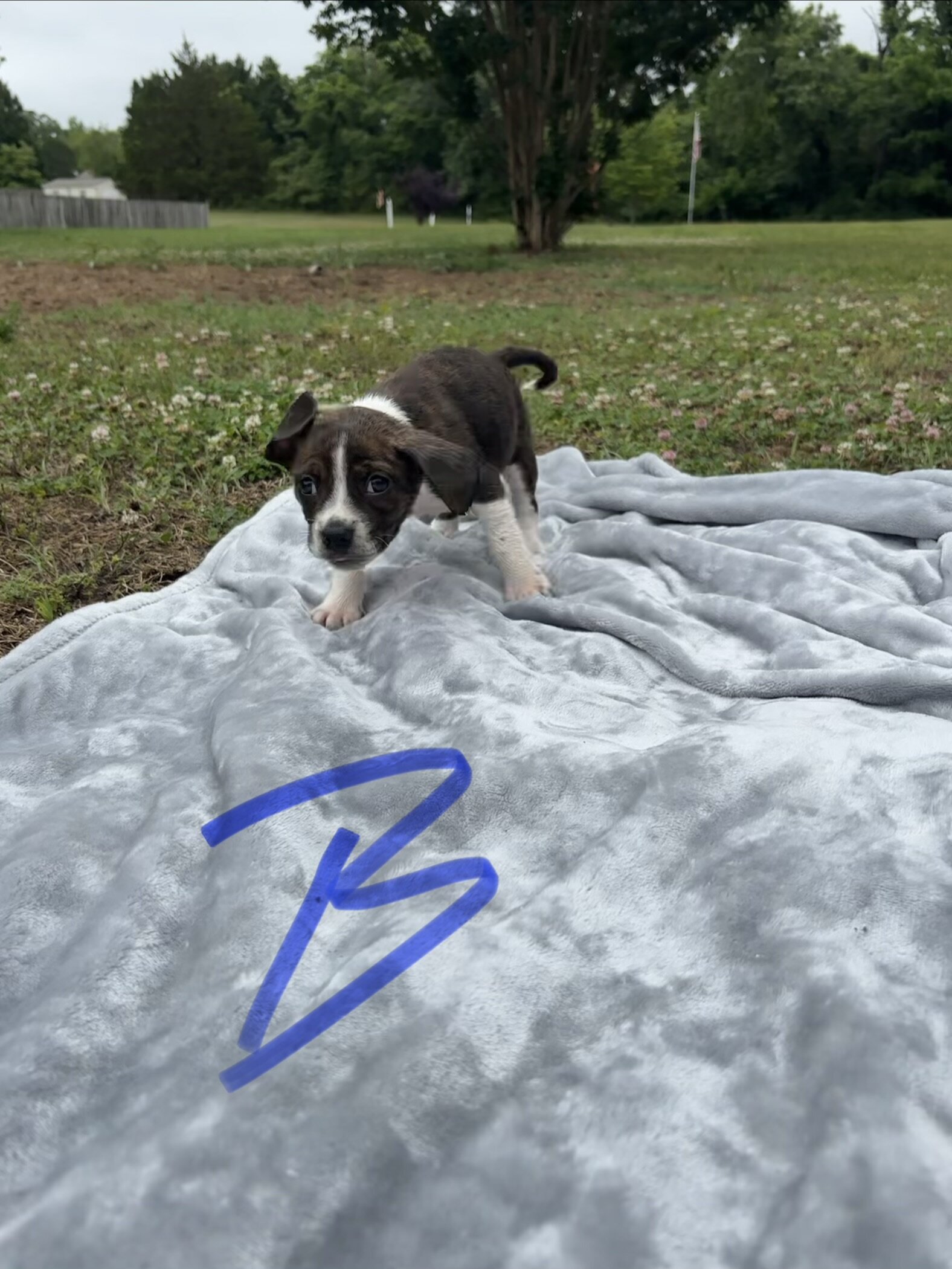 Boston Terrier Beagles - Boggles image 7