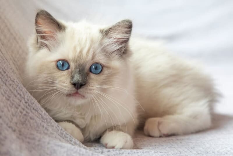 Lovely Cat image 1