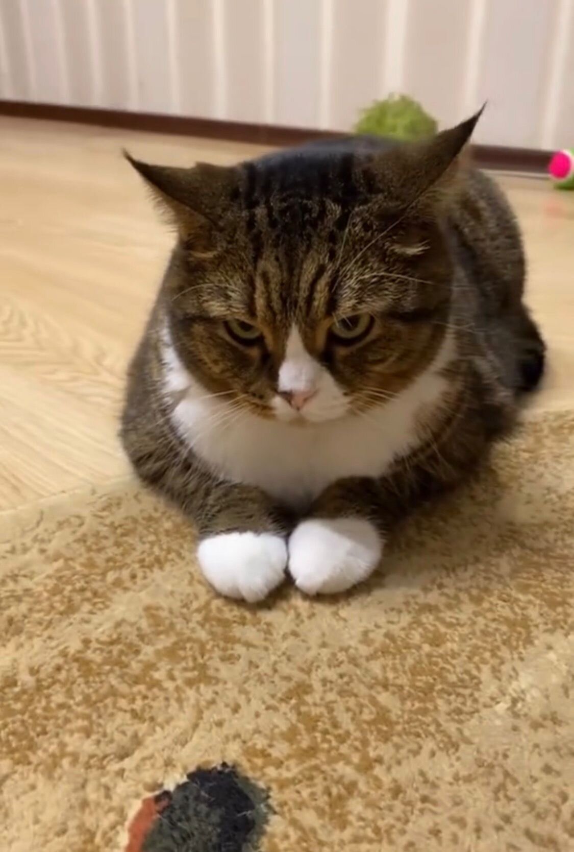 Cutecat image 1