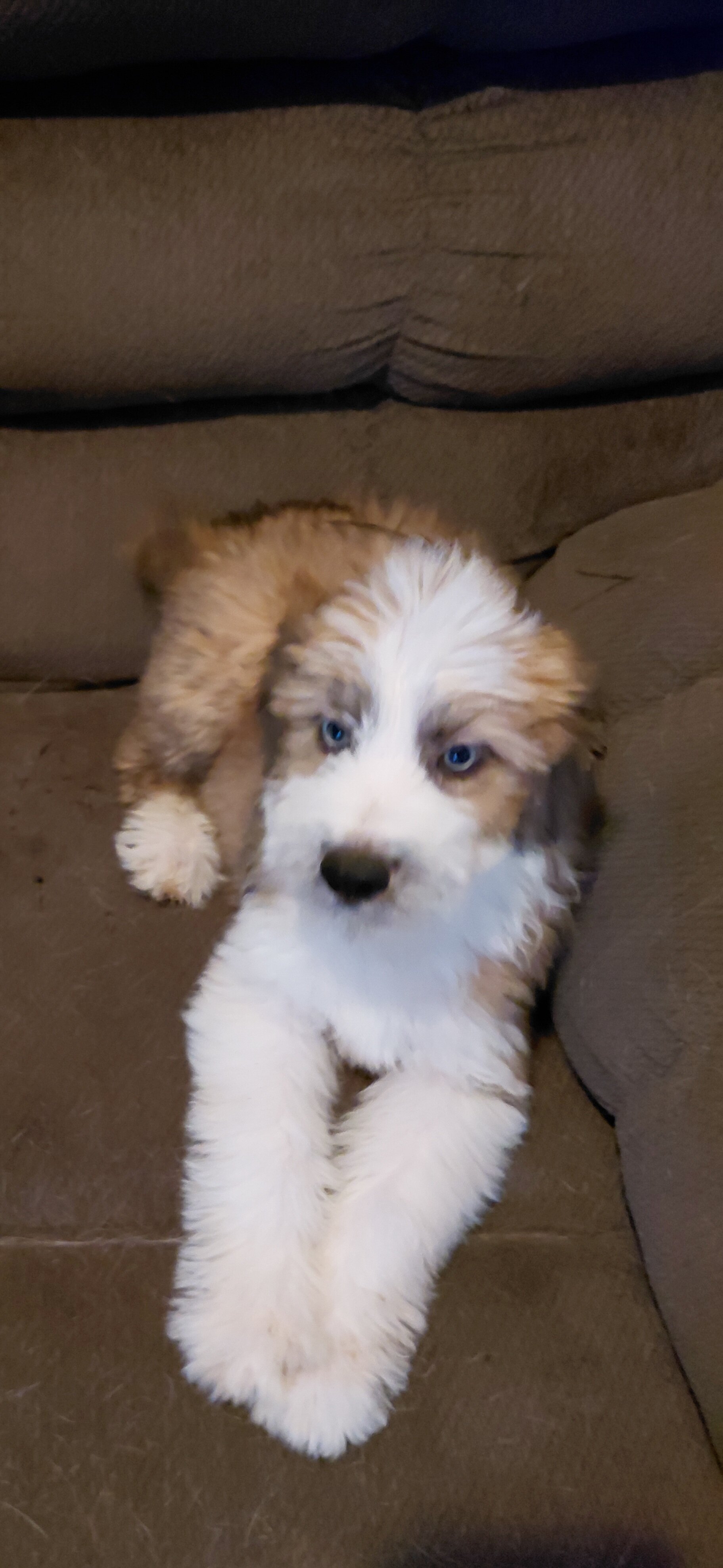 australian shepherd poodle mixes image 7