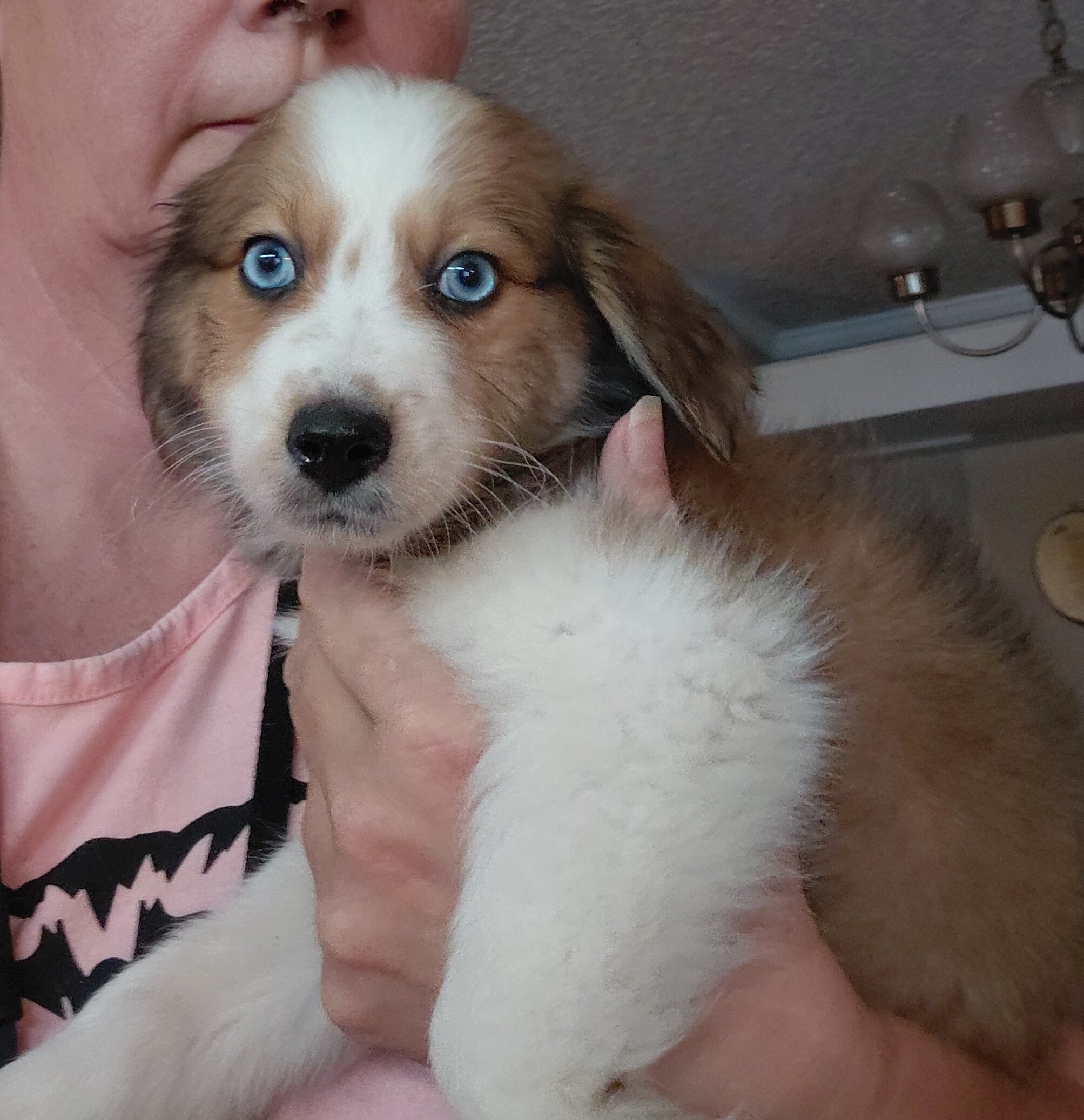 australian shepherd poodle mixes image 4
