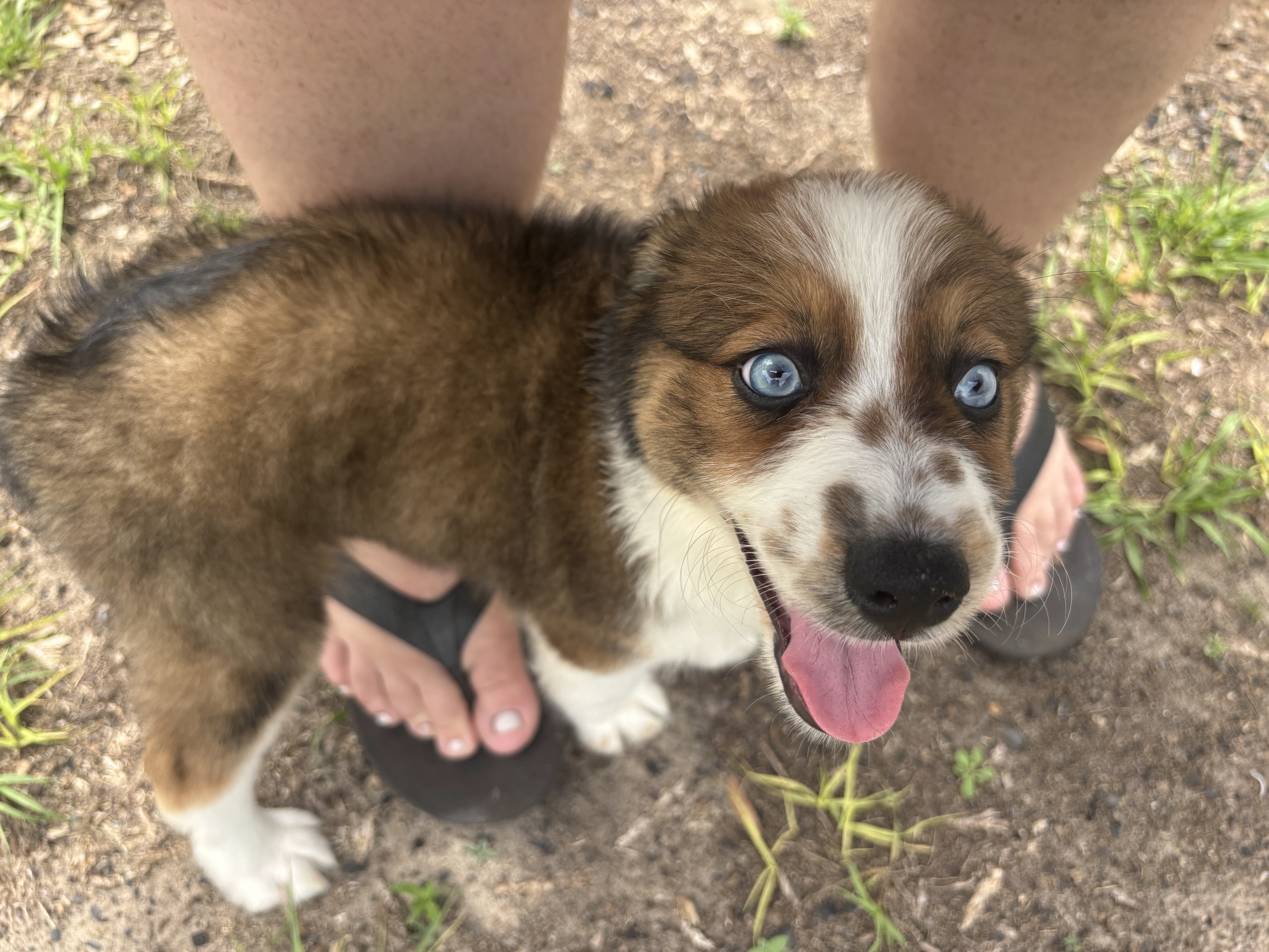 australian shepherd poodle mixes image 5
