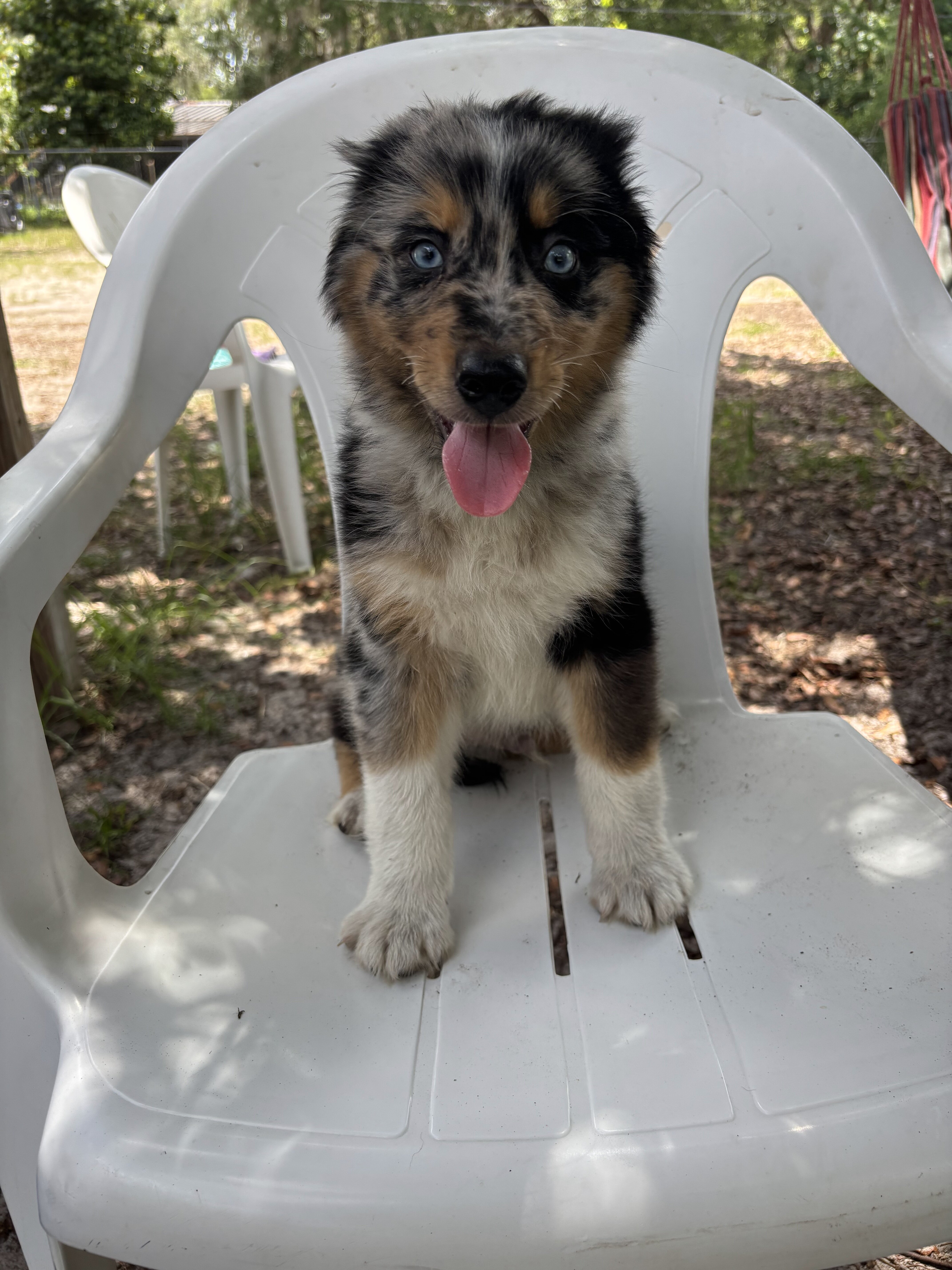 australian shepherd poodle mixes image 8