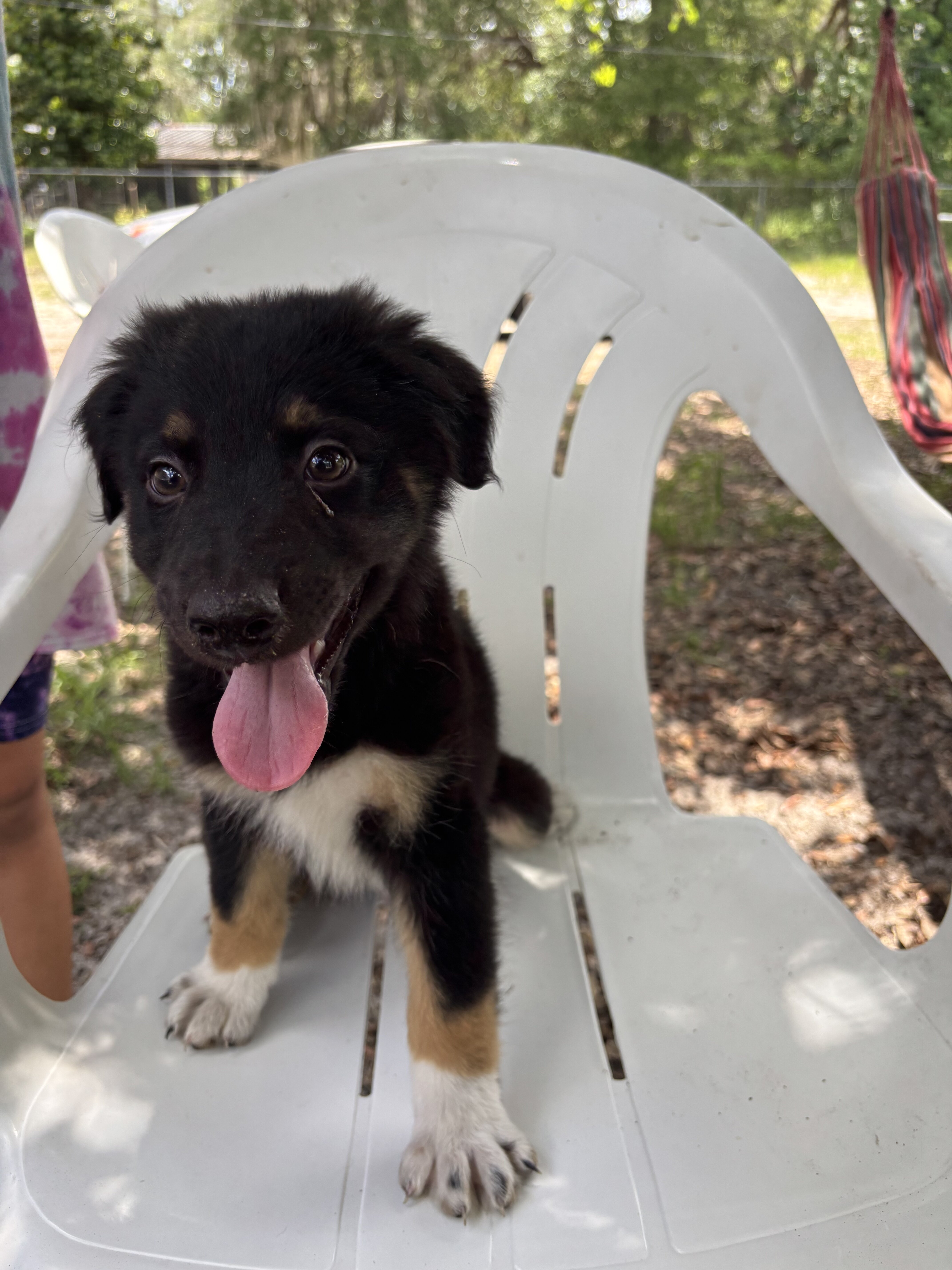 australian shepherd poodle mixes image 3
