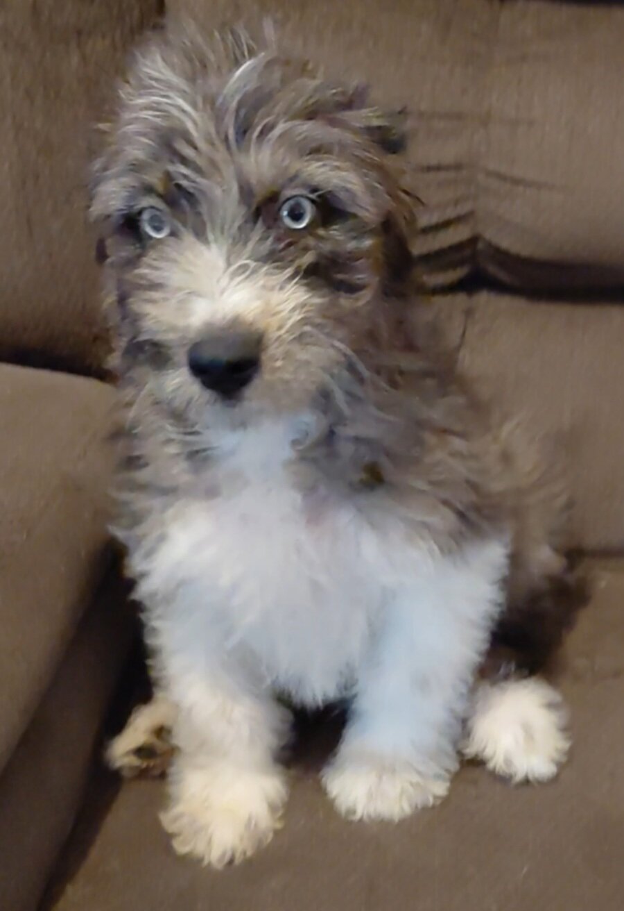 australian shepherd poodle mixes image 2
