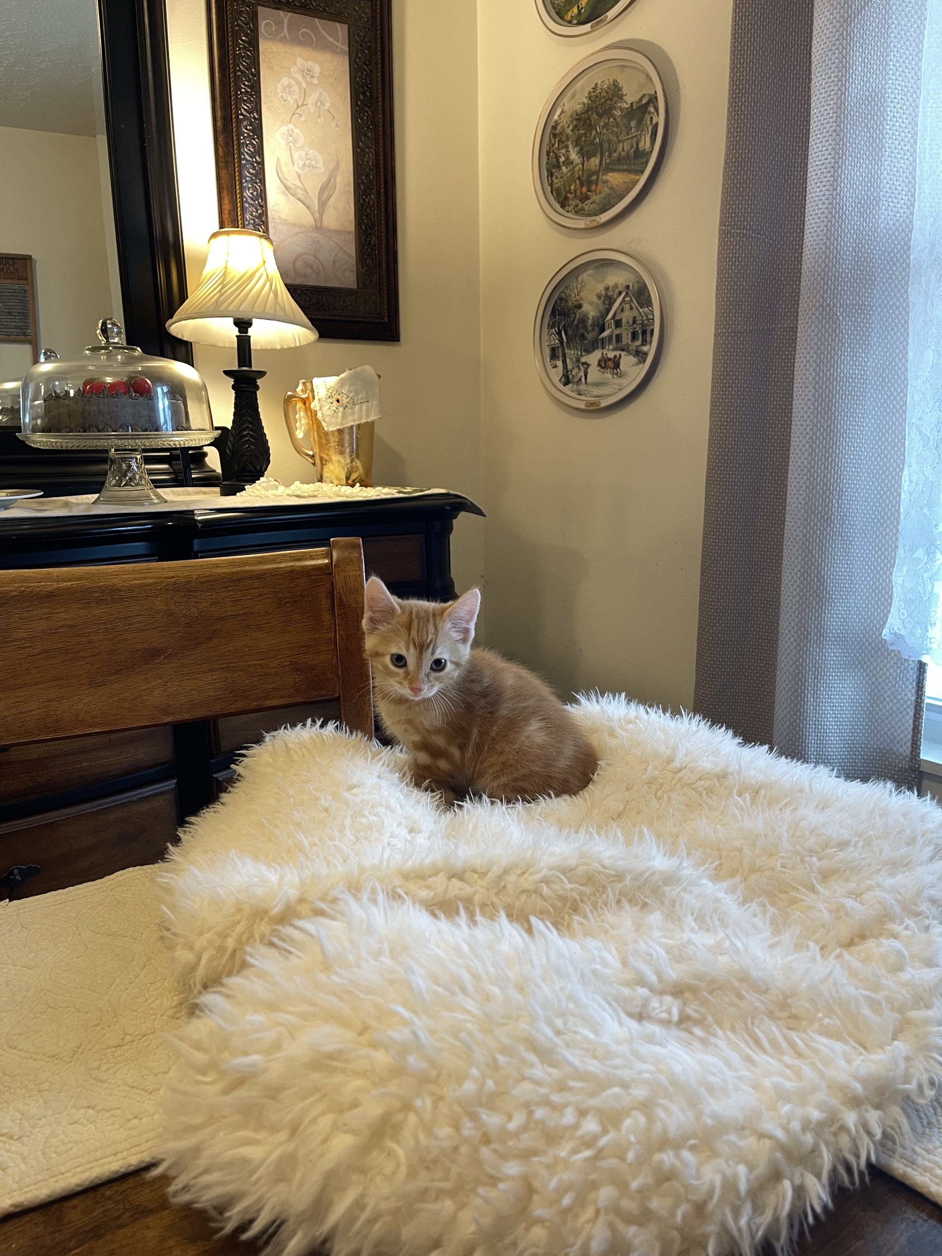 Kittens orange striped boy male image 2