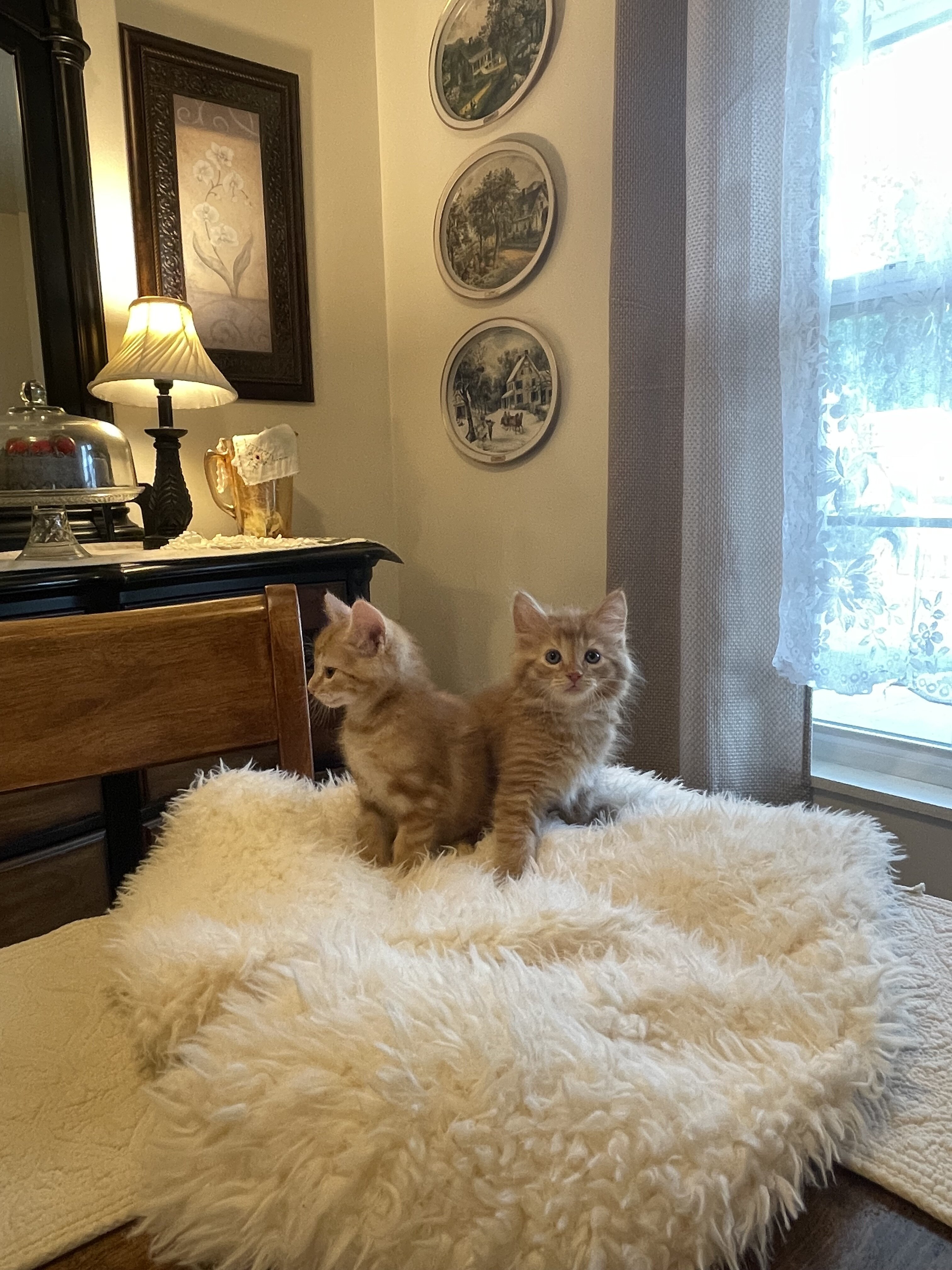 Kittens orange striped boy male image 1