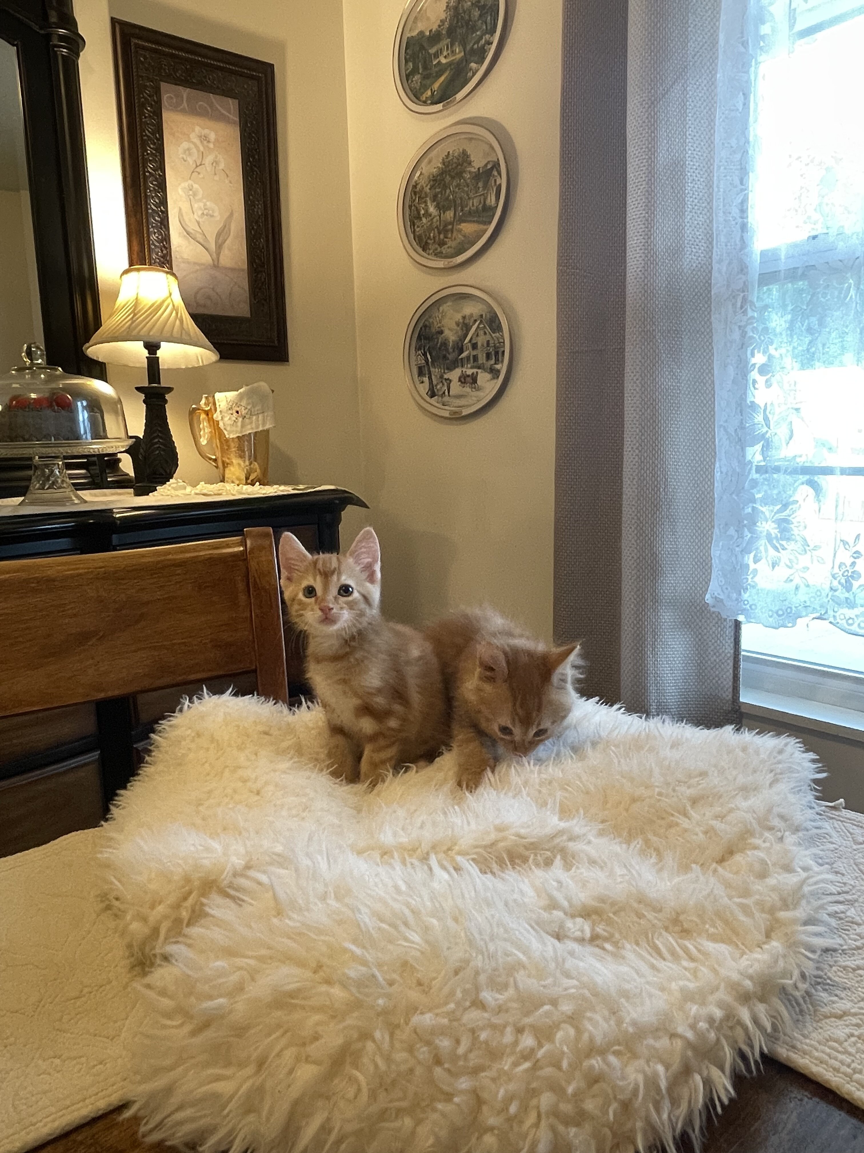Kittens orange striped boy male image 3