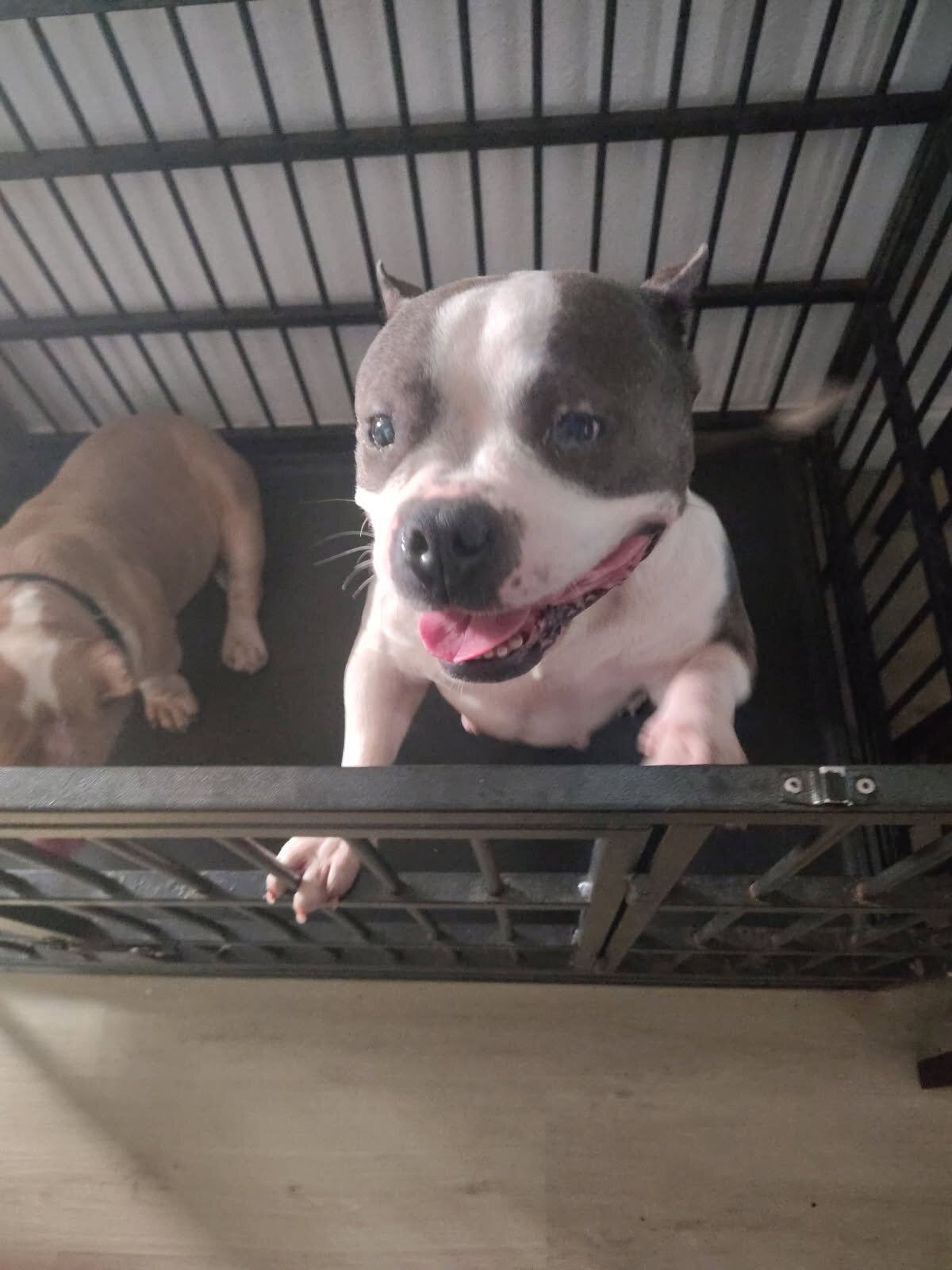 American bullies male and female image 2
