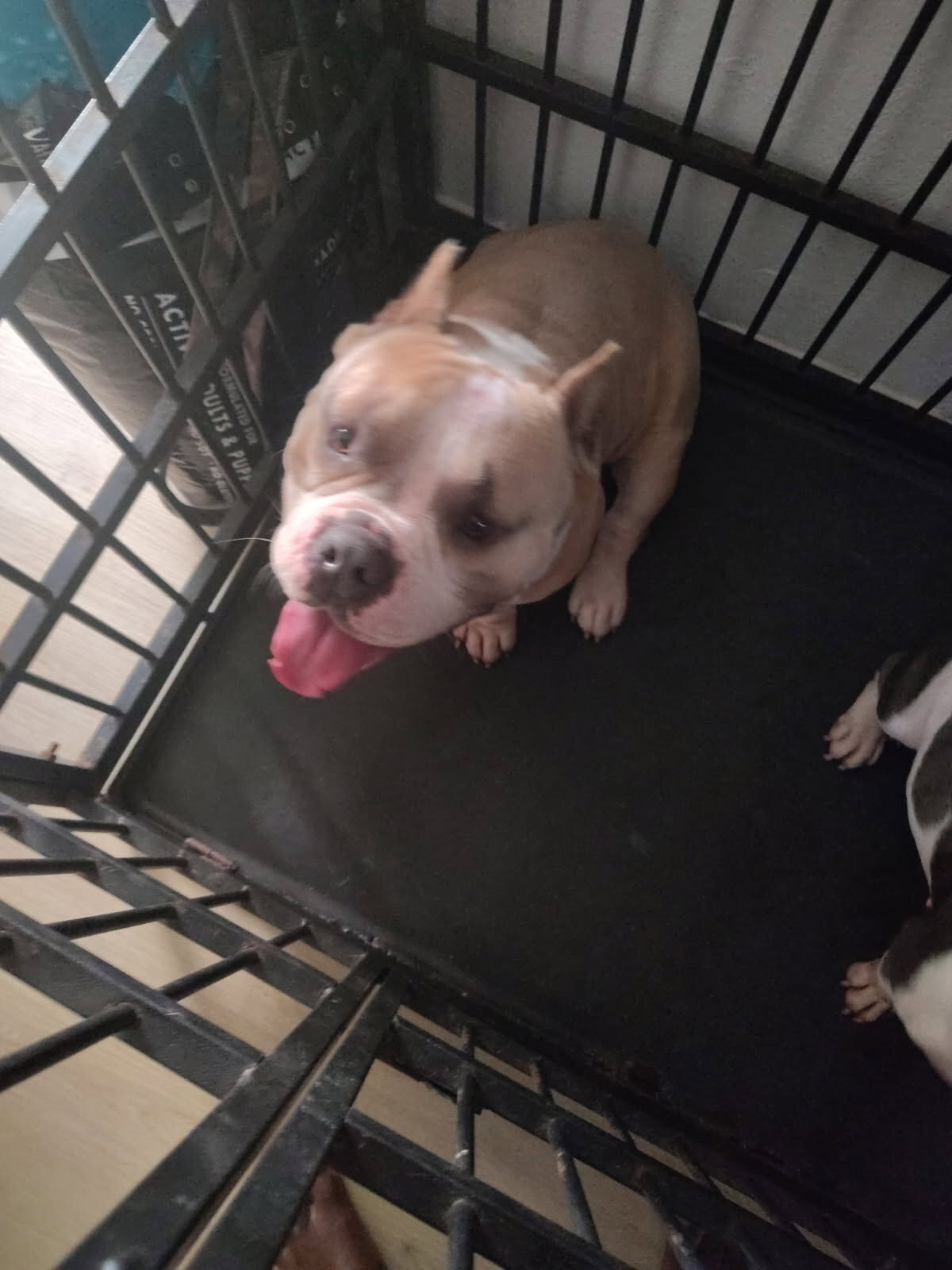 American bullies male and female image 1