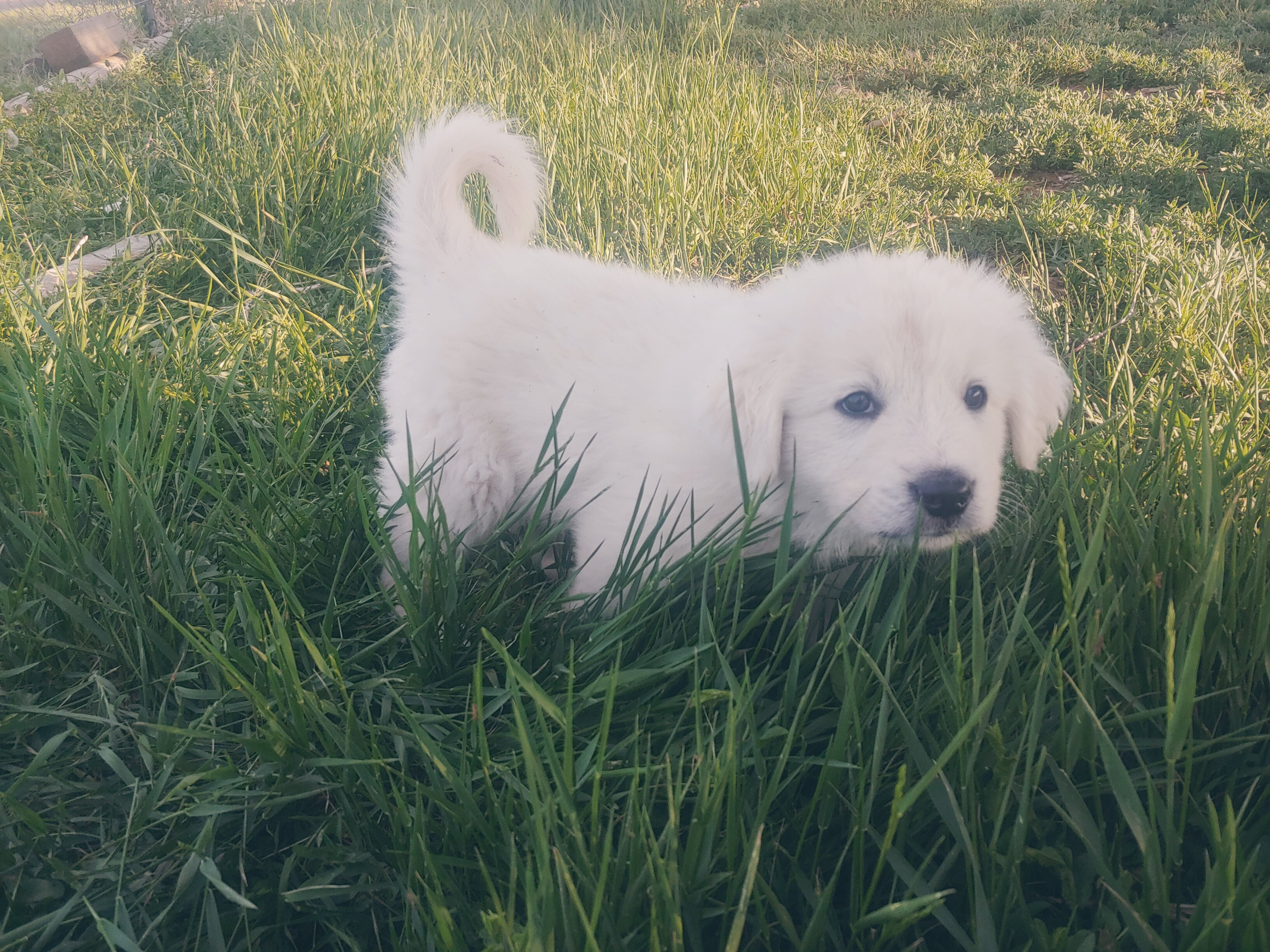 Colorado Mountain Dog Puppies For Sale image 3
