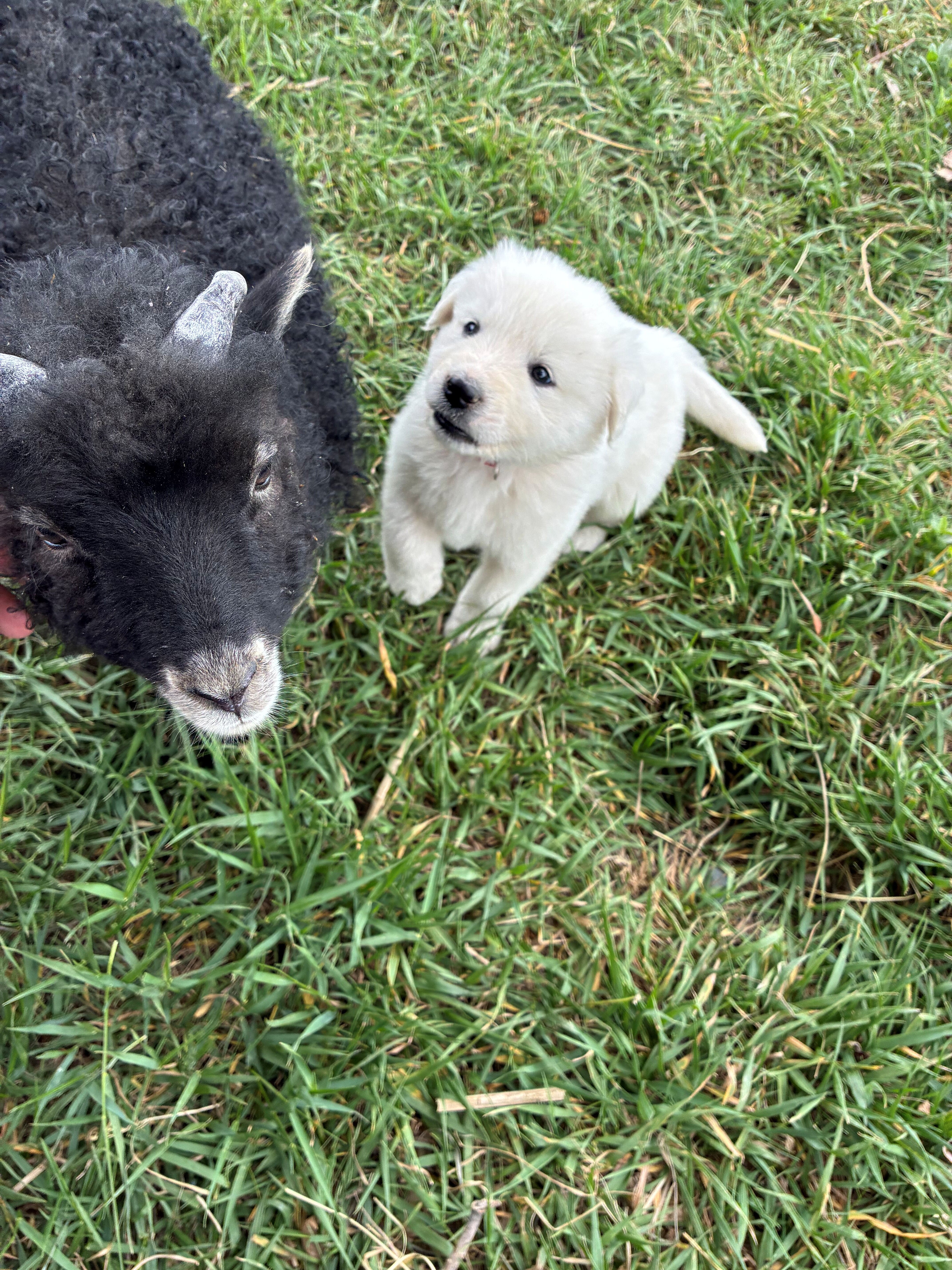 Colorado Mountain Dog Puppies For Sale image 4