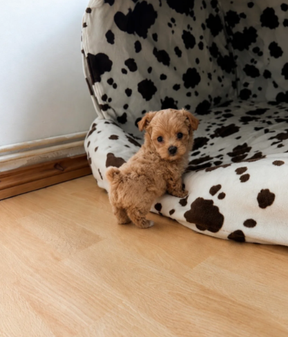 Puppies image 8