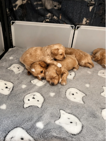 Puppies image 3