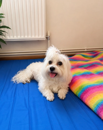 Puppies image 2