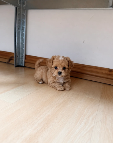 Puppies image 7